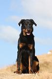 BEAUCERON - PUPPIES 223